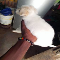 Maltese