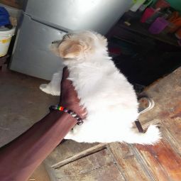 Maltese