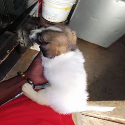 Maltese