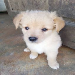 Maltese