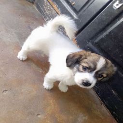 Maltese