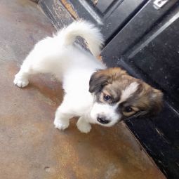 Maltese