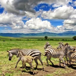 Northern Tanzania Safari