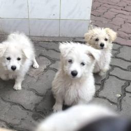 Maltese puppies for sales