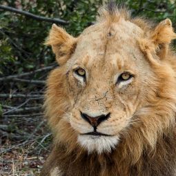 Tanzania Safari Holidays – Explore Serengeti & Zanzibar | Lions Path Expeditions