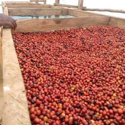 High Quality Iboga  Ibogaine for sale, iboga